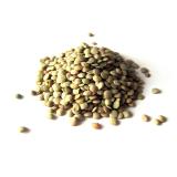 LENTILLE VERTE